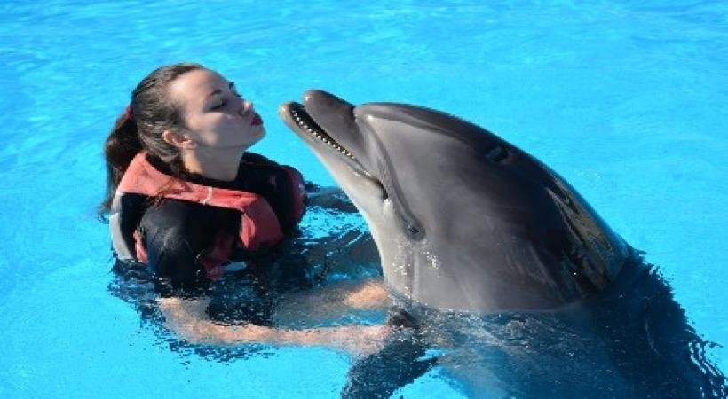 Dolphin Show